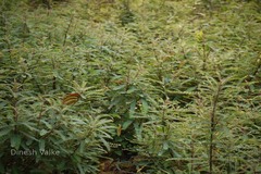 Phyllanthus talbotii